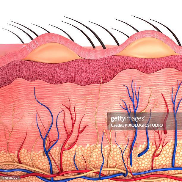 human skin, artwork - human skin layer stock illustrations