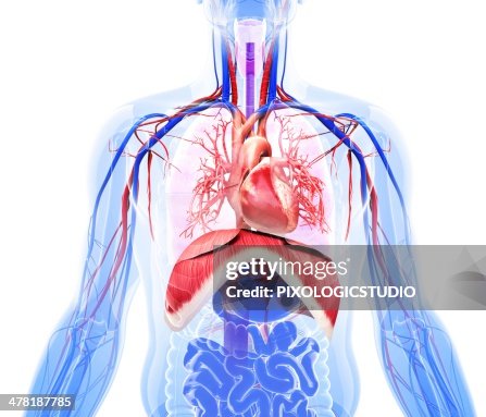 Human respiratory system, artwork Human respiratory system, artwork