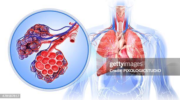 human respiratory system, artwork - lungenbläschen stock-grafiken, -clipart, -cartoons und -symbole