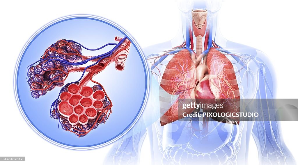 Human respiratory system, artwork