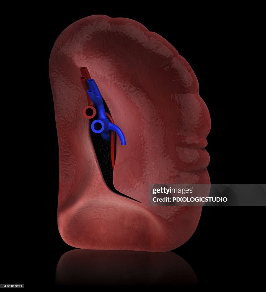 Human spleen, artwork