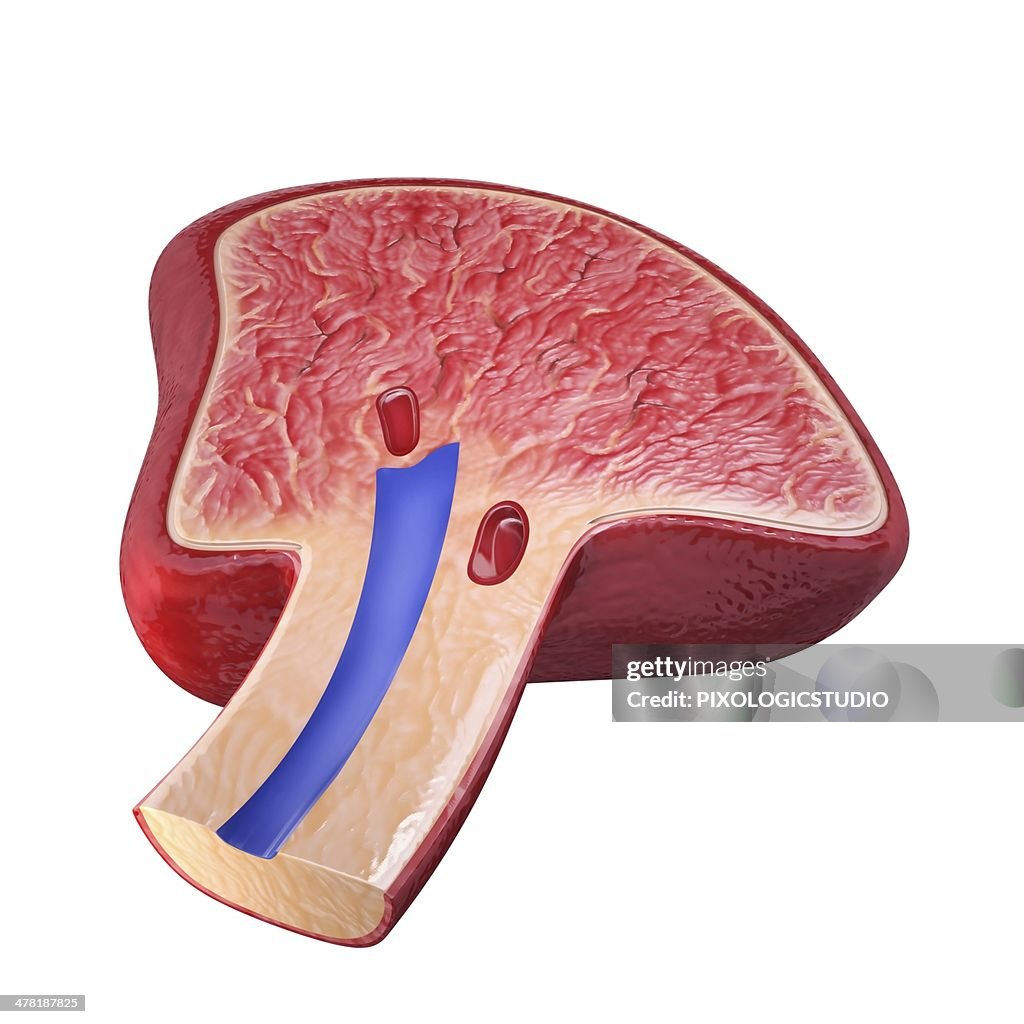 Human spleen, artwork