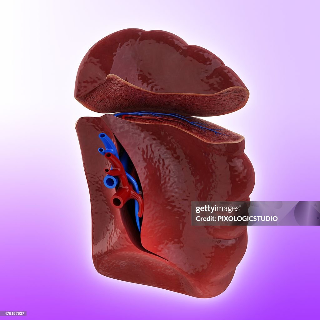 Human spleen, artwork