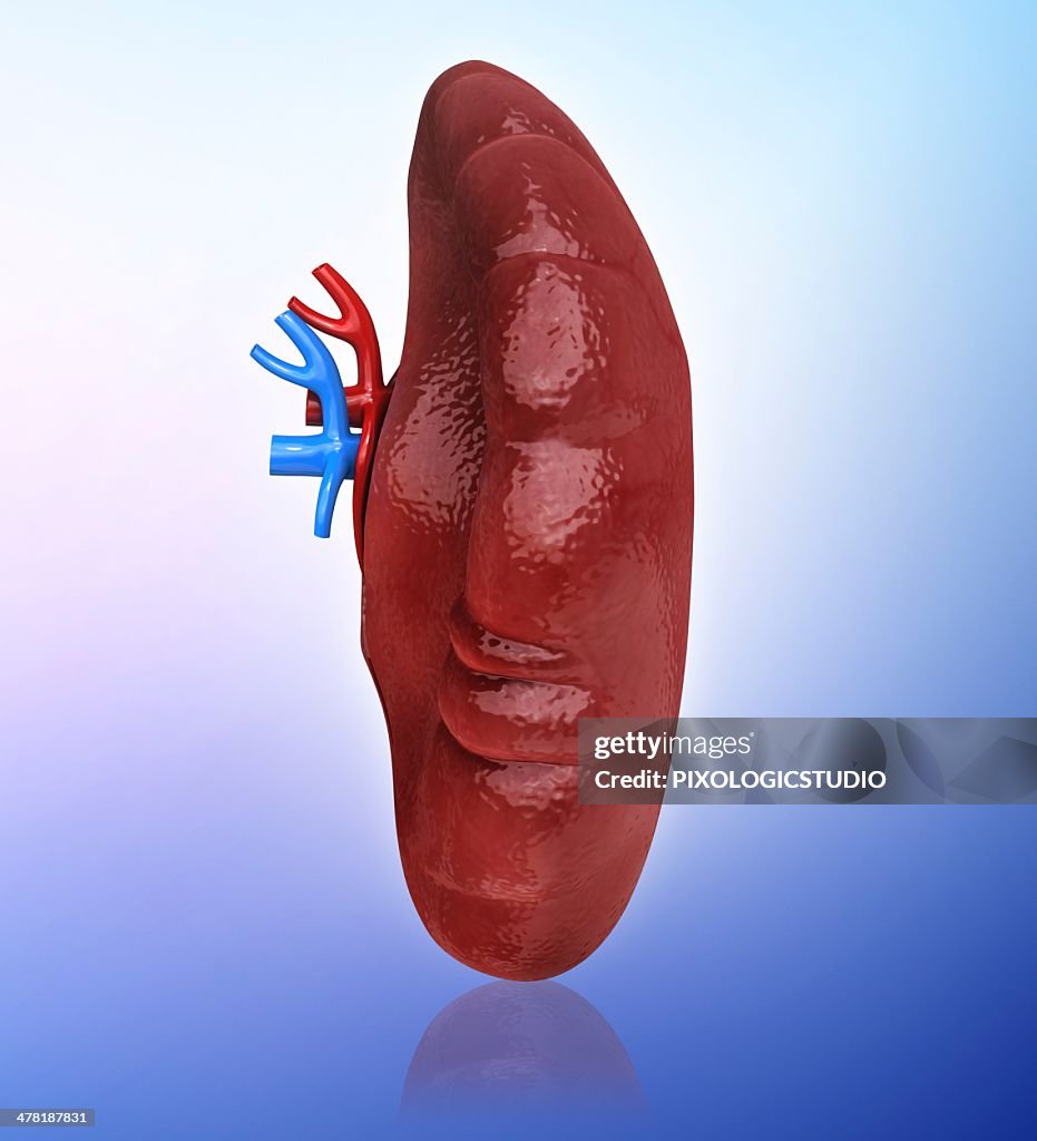 Human spleen, artwork