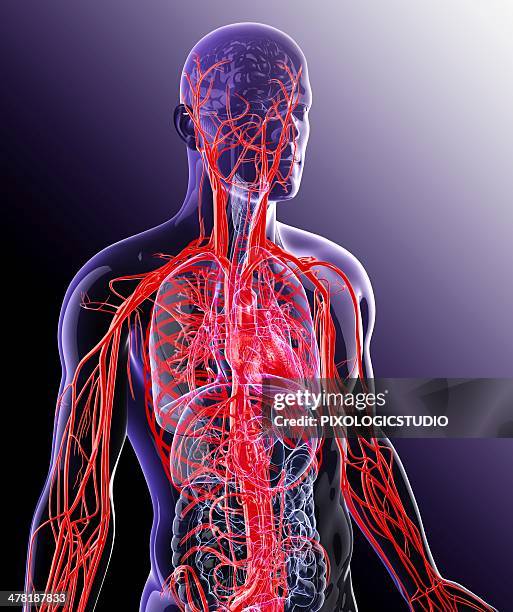human cardiovascular system, artwork - blood flow stock-grafiken, -clipart, -cartoons und -symbole