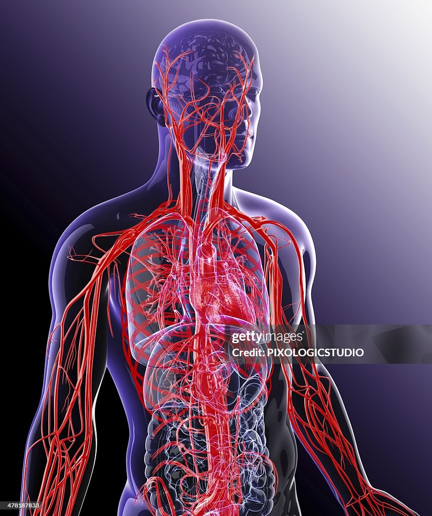 Human cardiovascular system, artwork