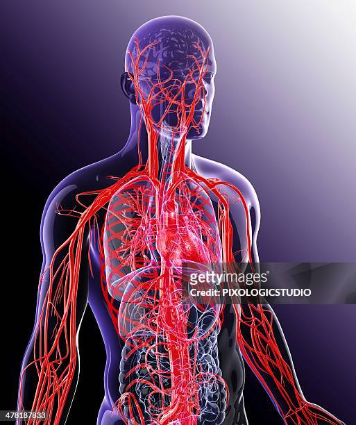 human cardiovascular system, artwork - 血液流動 幅插畫檔、美工圖案、卡通及圖標