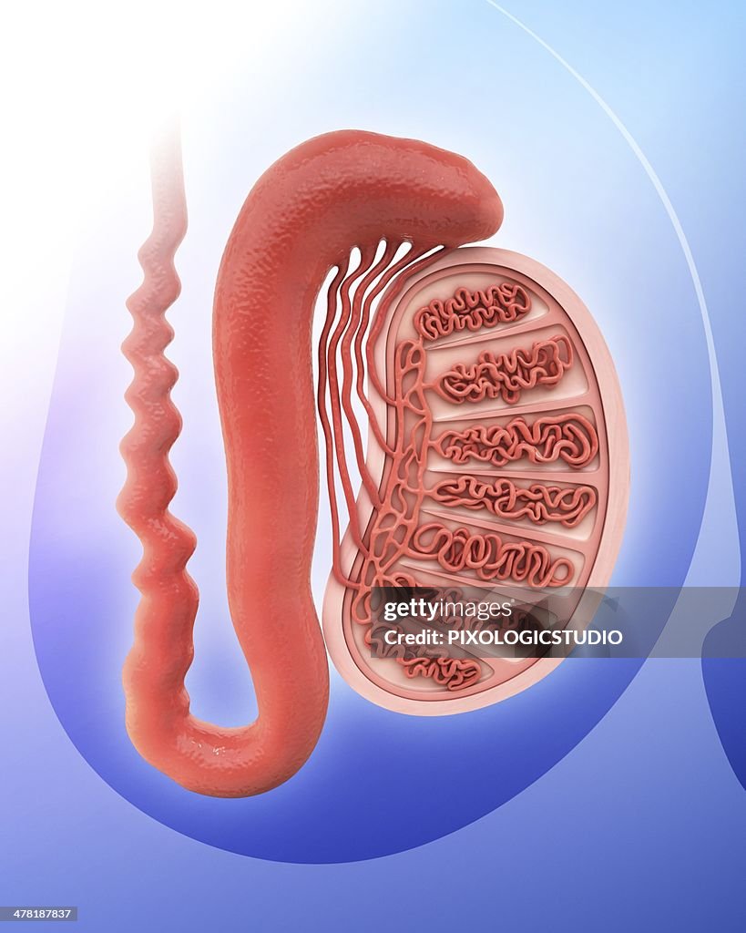 Human testicle, artwork