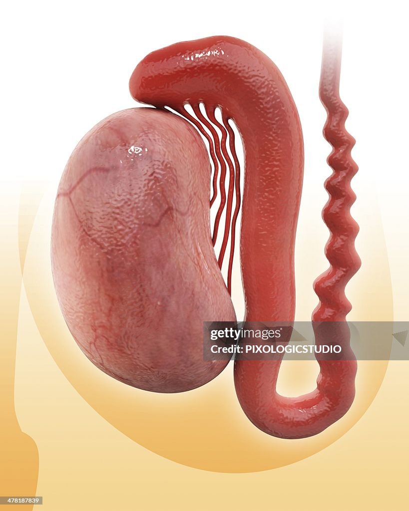 Human testicle, artwork