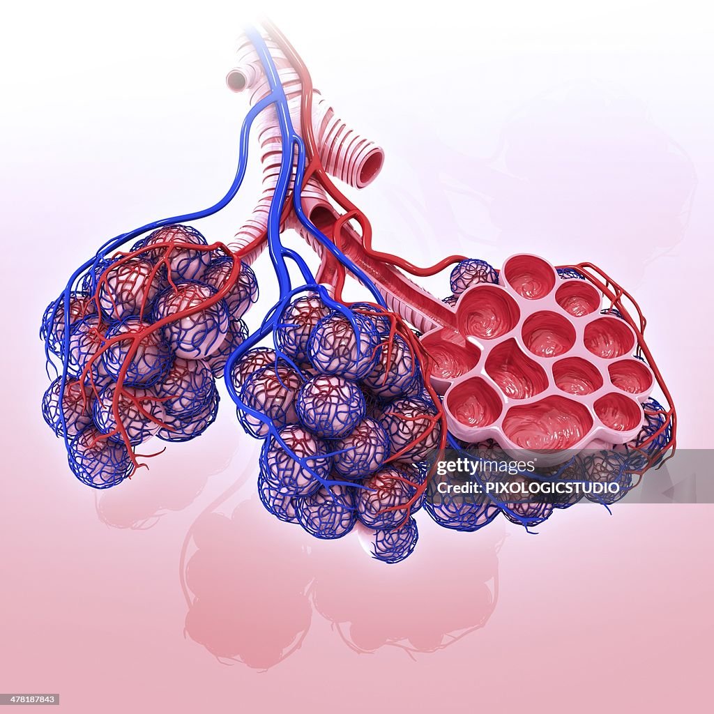 Human alveoli, artwork