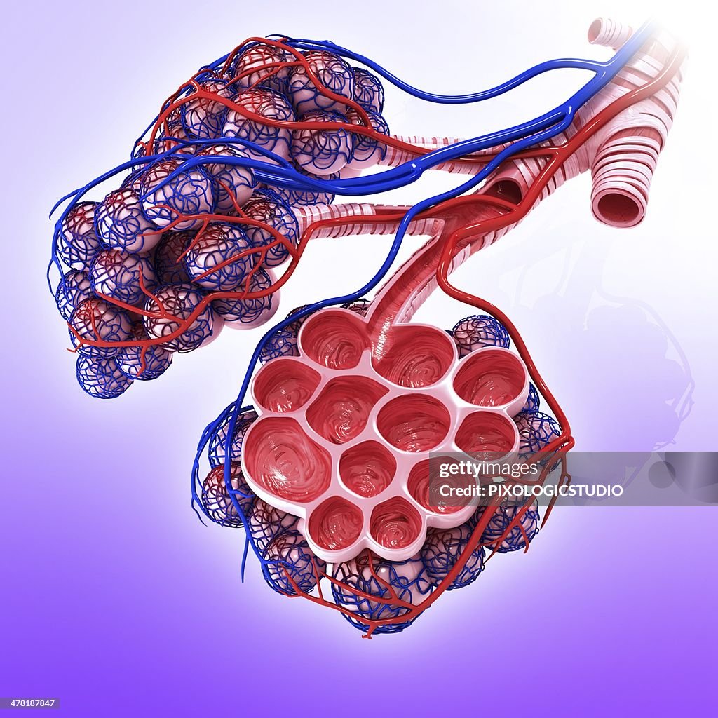 Human alveoli, artwork