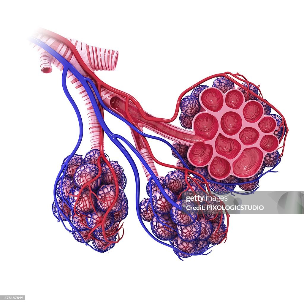 Human alveoli, artwork