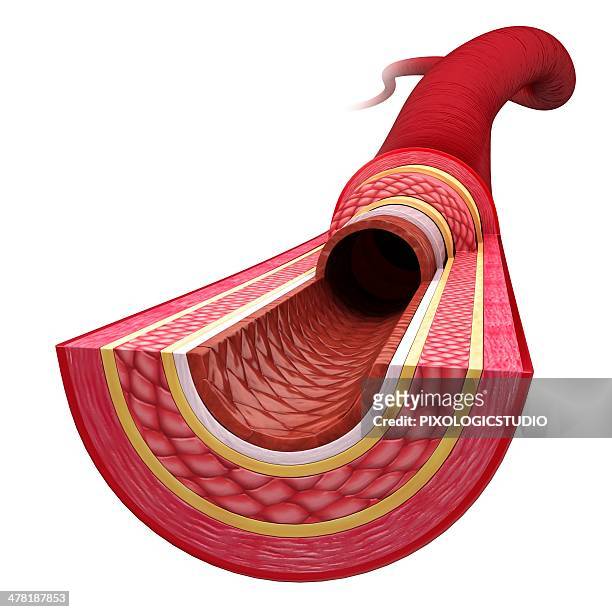 human artery, artwork - arteries stock illustrations