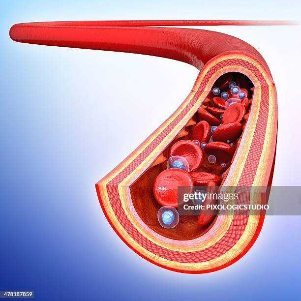 Artera Cross Section Of An Artery Photos and Premium High Res Pictures - Getty ...