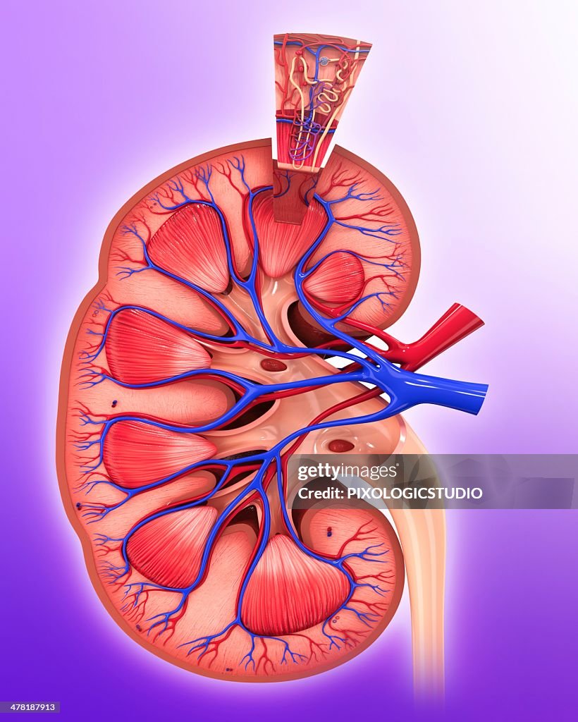 Human kidney nephron, artwork