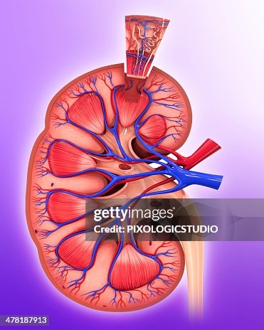 Human kidney nephron, artwork Human kidney nephron, artwork