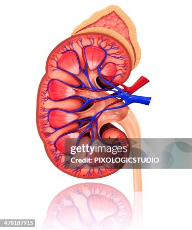 Human kidney, artwork Human kidney, artwork