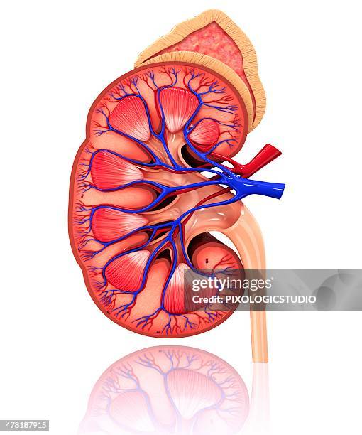 human kidney, artwork - cutaway drawing 幅插畫檔、美工圖案、卡通及圖標