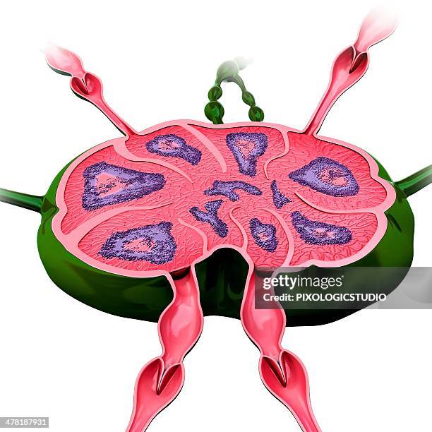 human lymph node, artwork - lymph node stock illustrations