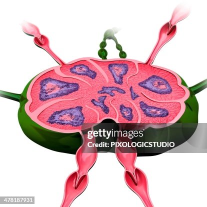 Human lymph node, artwork Human lymph node, artwork