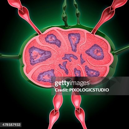 Human lymph node, artwork Human lymph node, artwork