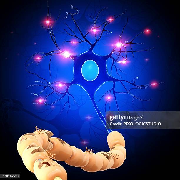 nerve cell, artwork - synapsenendknöpfchen stock-grafiken, -clipart, -cartoons und -symbole