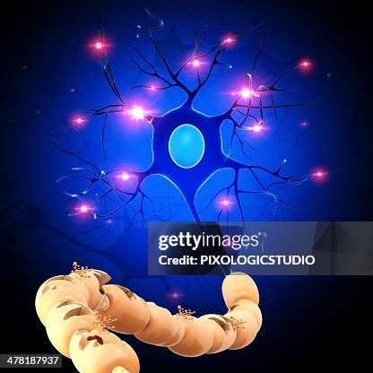 Nerve cell, artwork Nerve cell, artwork