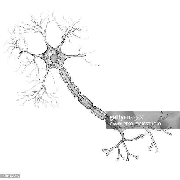 nerve cell, artwork - axon stock illustrations