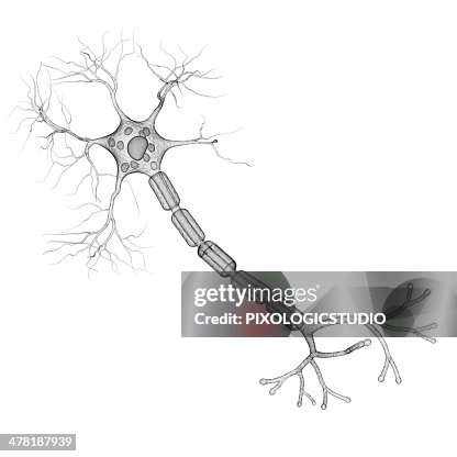 Nerve cell, artwork Nerve cell, artwork