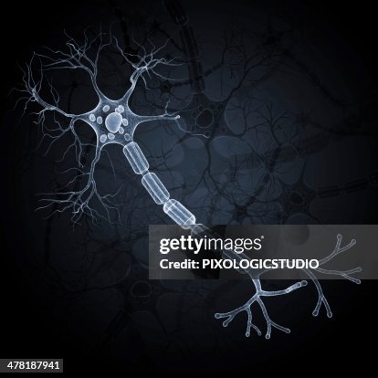 Nerve cell, artwork Nerve cell, artwork