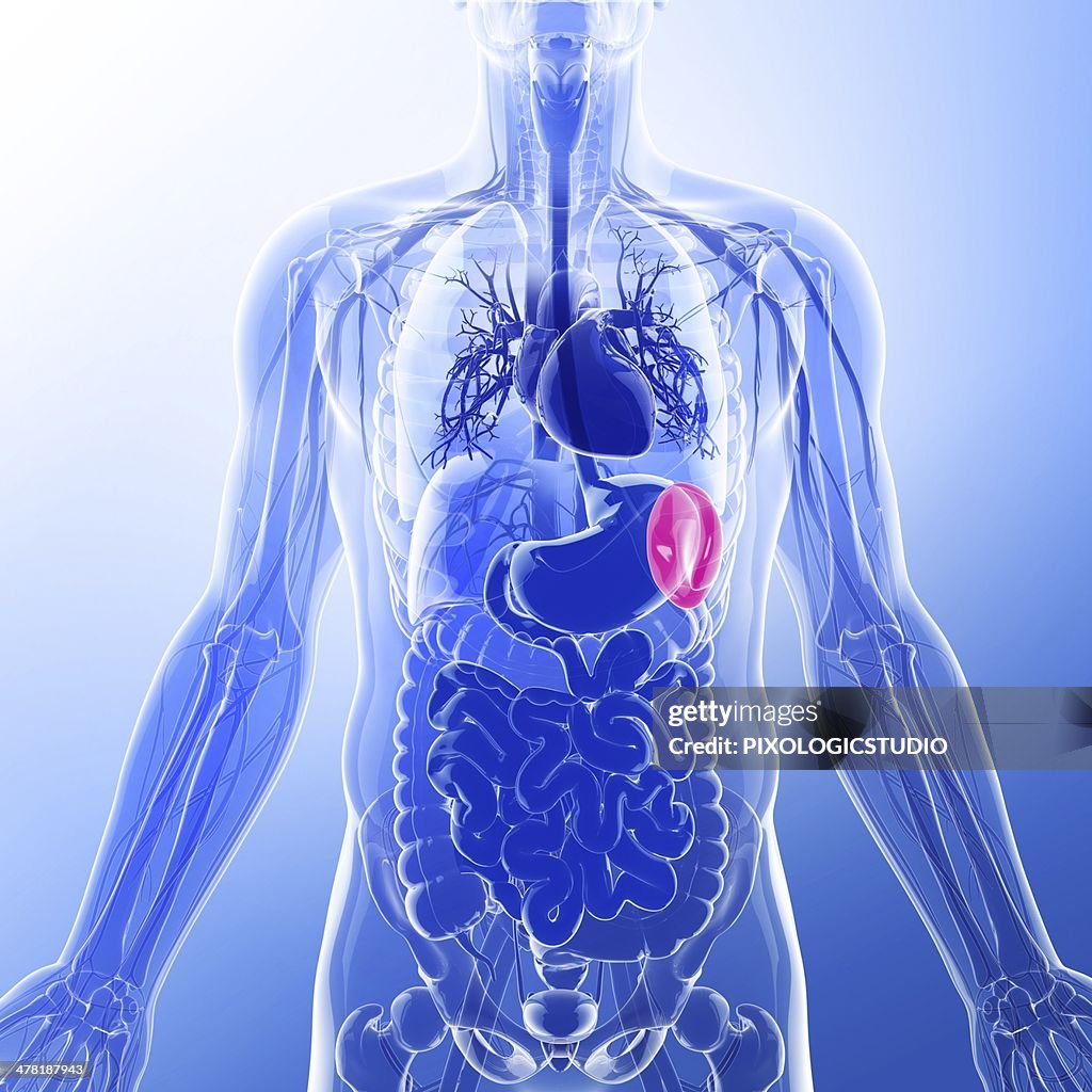 Human spleen, artwork