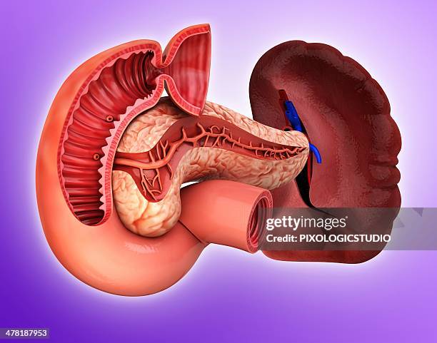 ilustrações de stock, clip art, desenhos animados e ícones de human pancreas, artwork - duodeno