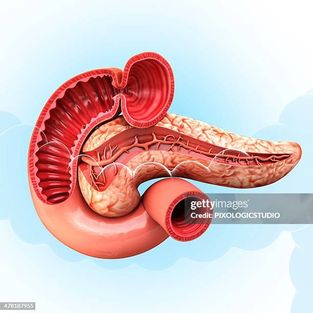 human pancreas, artwork - pancreas 3d stock illustrations