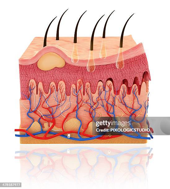 Skin Vector Image Human Skin Artwork High-Res Vector Graphic - Getty Images