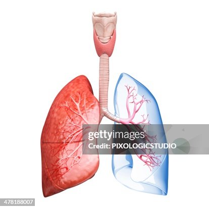 Human lungs, artwork Human lungs, artwork