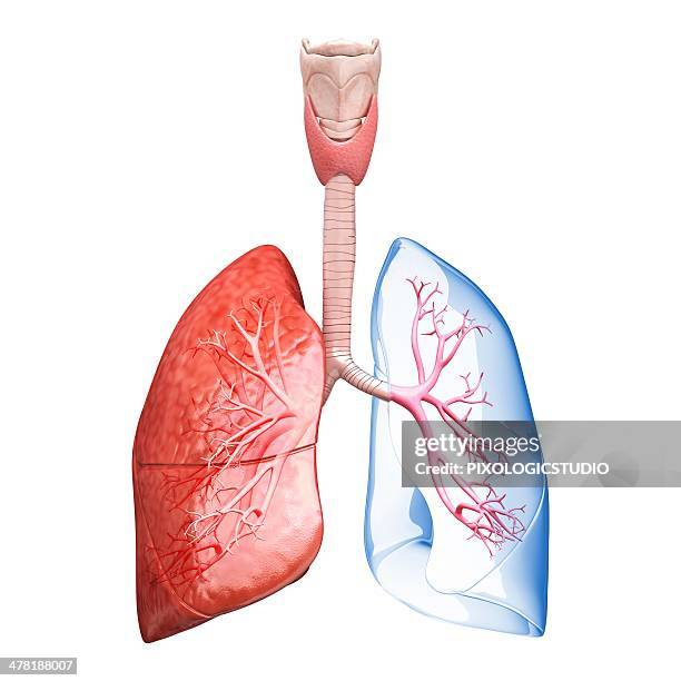 ilustraciones, imágenes clip art, dibujos animados e iconos de stock de human lungs, artwork - vía-respiratoria