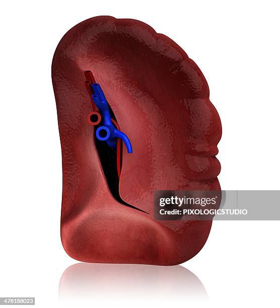 ilustraciones, imágenes clip art, dibujos animados e iconos de stock de human spleen, artwork - arteria esplénica