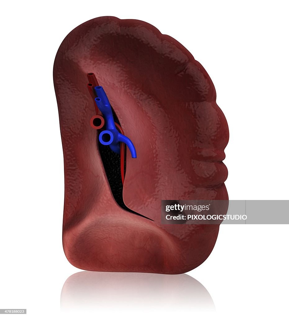 Human spleen, artwork