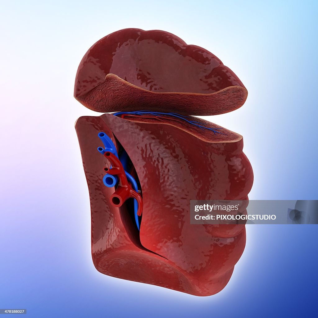 Human spleen, artwork