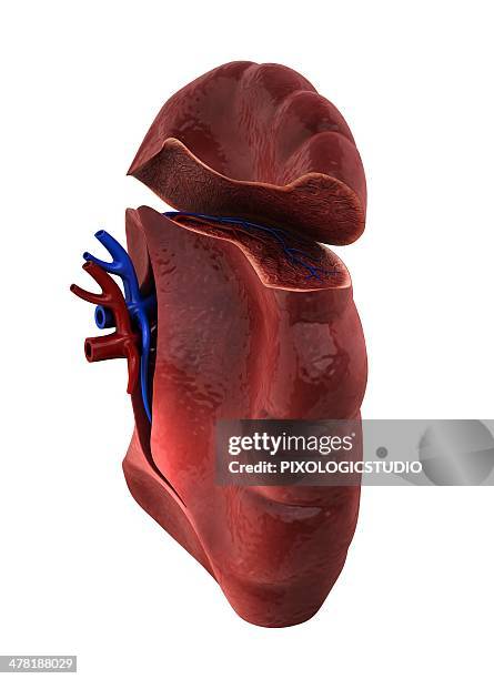 ilustraciones, imágenes clip art, dibujos animados e iconos de stock de human spleen, artwork - arteria esplénica