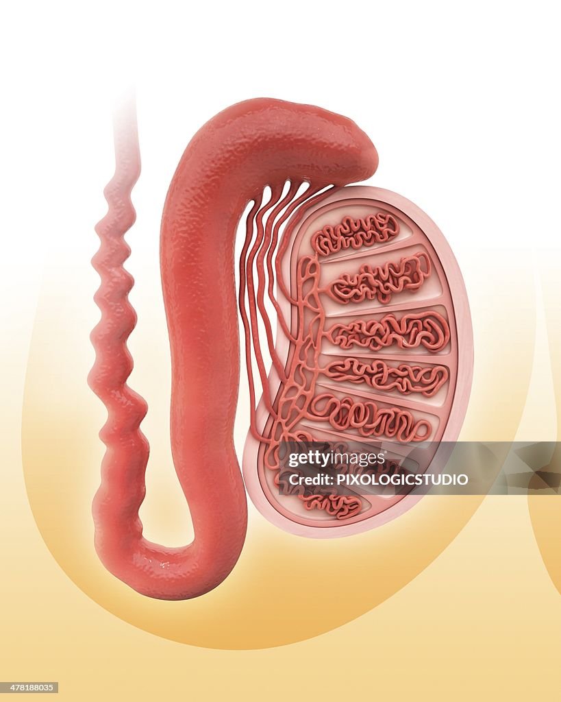 Human testicle, artwork
