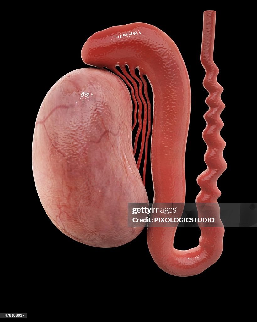 Human testicle, artwork
