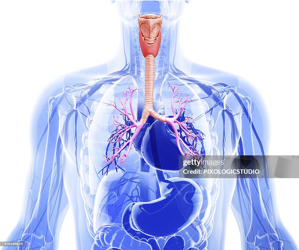 Human cardiovascular system, artwork