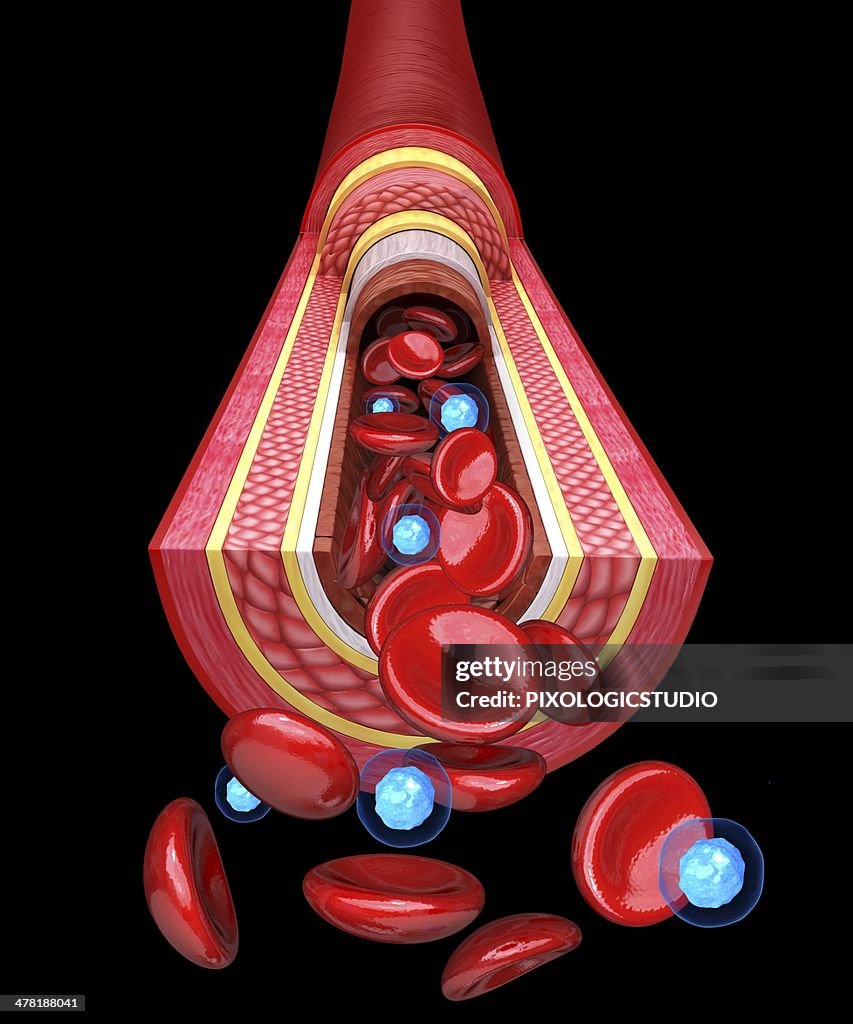 Artera Human Artery Artwork High-Res Vector Graphic - Getty Images