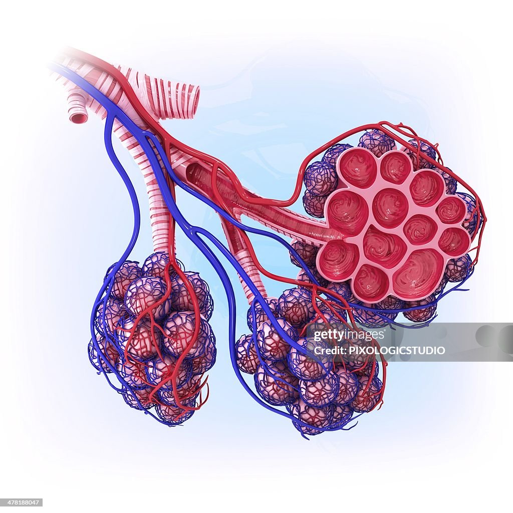 Human alveoli, artwork