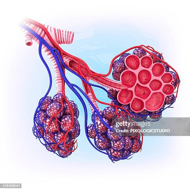 human alveoli, artwork - capillary body part stock illustrations