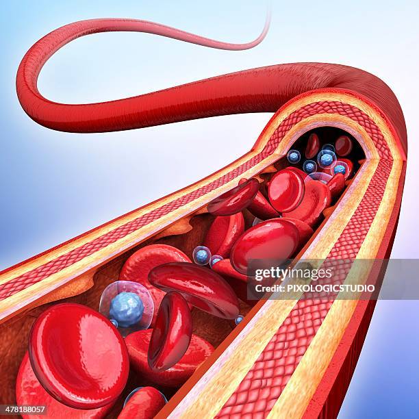 human artery, artwork - cutaway drawing stock illustrations