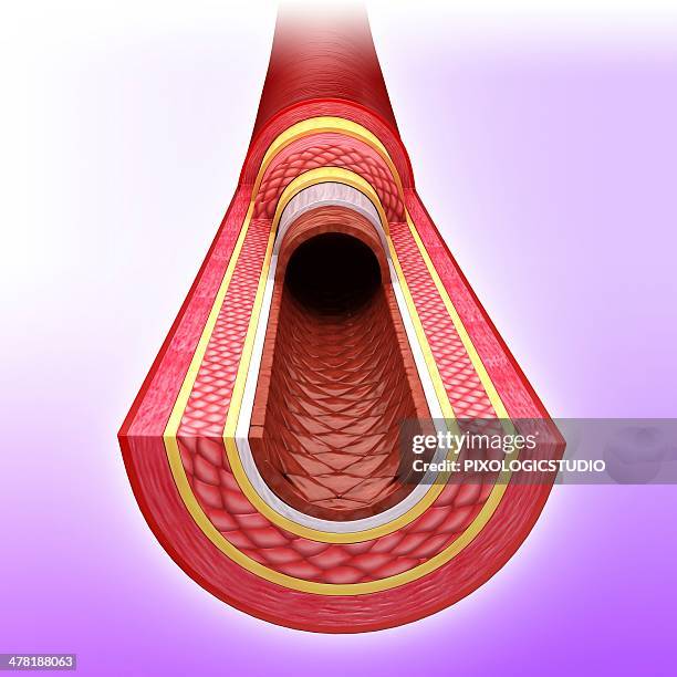 bildbanksillustrationer, clip art samt tecknat material och ikoner med human artery, artwork - artär