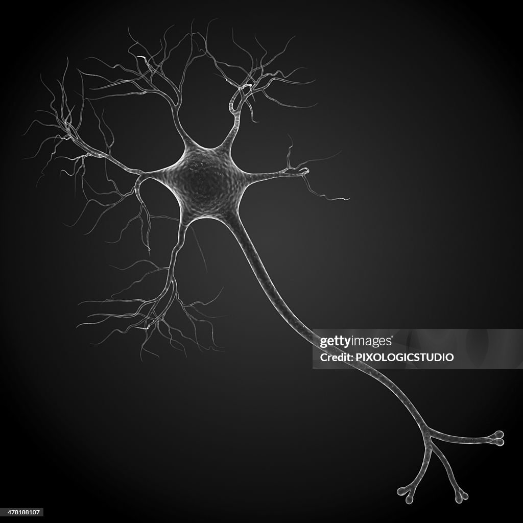 Nerve cell, artwork