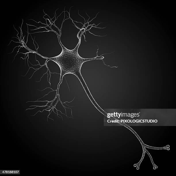 nerve cell, artwork - synapsenendknöpfchen stock-grafiken, -clipart, -cartoons und -symbole